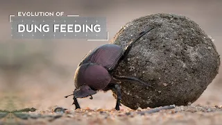 How Dung Beetles Evolved to Eat Poop