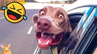 Unbelievable Funny Animal Cats and Dogs Video Compilation 2023!