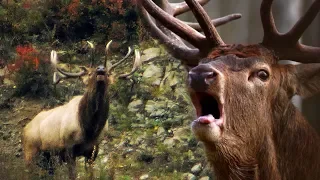 Red deer vs. Altay Siberian (maral) deer - Roaring | Film Studio Aves