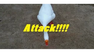 AGGRESSIVE GOOSE ATTACK!!