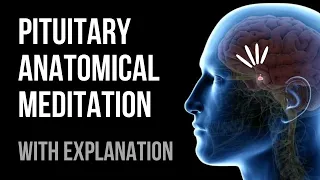 Pituitary Anatomical Meditation with Explanation