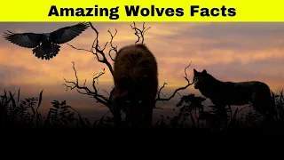 Untamed Majesty 13 Amazing Facts About Wolves You Never Knew #facts #wolf #wolves #factanonficta