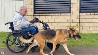 Running the dogs with your Wheelchair and Triride, by MaxAbility.