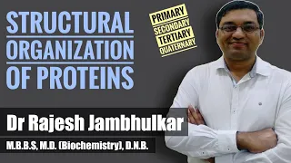 Structural organization of proteins