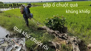 xiệt chuột đồng gặp ổ chuột quá khủng khiếp bầy chuột rồi, cuộc sống mưu sinh miền tây 🌾🌾