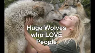 HUGE Wolves who LOVE People