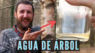 CÓMO SACAR AGUA LIMPIA DEL INTERIOR DE UN ÁRBOL💧🌲 SAVIA DE ABEDUL