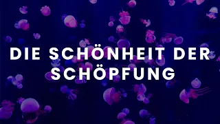 Die Schönheit der Schöpfung & die Weisheit des Schöpfers // Cinematisches Video Japan