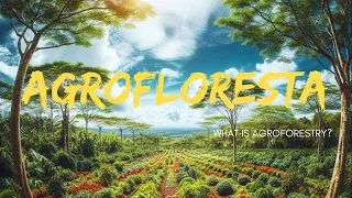 What Is Agroforestry - Agrofloresta Syntropic Farming - Sustainable Agriculture In Brazil
