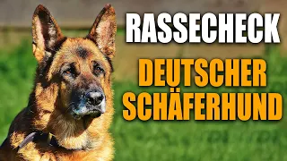 Schäferhund Rassecheck  - Rasseportrait, Rassebeschreibung