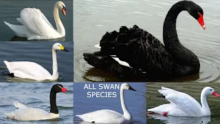 All Swan Species - types of swan