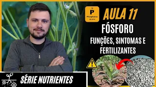 SÉRIE NUTRIENTES: FÓSFORO funções, sintomas de deficiência e fertilizantes para correção