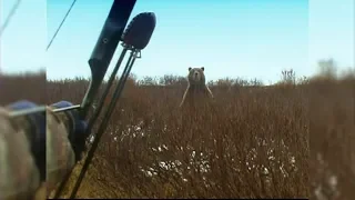 Standing Grizzly Bear with a recurve - Fred Eichler