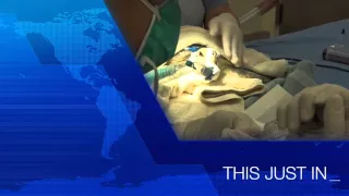 Emergency Sea Turtle Surgery