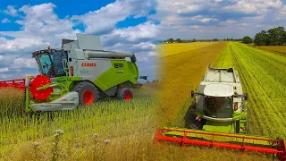 Claas Tucano 440 W Rzepaku | Żniwa 2023 !!!