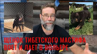 Щенок тибетского мастифа воет и лает в вольере