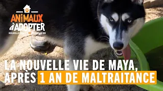 La nouvelle vie de Maya, maltraité pendant 1 an ! - Animaux à adopter