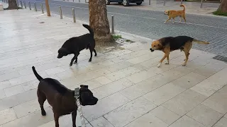 pitbull vs street dog fight (loyal pitbull protects owner from angry street dogs ) zombie apocalypse