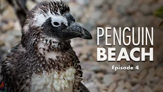 Penguin Beach | Episode 4 – Awkward Teens