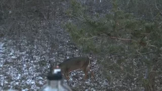 44 Magnum vs Deer