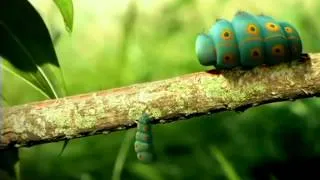 CƯỜI TẸT GA  MINUSCULE Caterpillars in Pairs | Minuscule -- [Volume1] - #06.  HÀI CUOIZ.COM