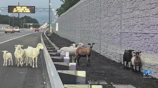 No kidding! Highway herd gathers near High Rise