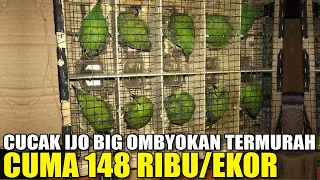 INI JELAS ! NEMU CUCAK IJO BIG OMBYOKAN CUMA 148K (PROMO) LANGSUNG DARI HUTAN FULL STOCK 70 EKOR