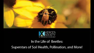 In the Life of Beetles: Superstars of Soil Health, Pollination, and More!