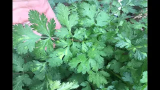 Cilantro bolting? Use this harvesting method to slow down the bolting process!