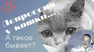 Депрессия у кошки. А такое бывает ? Разберёмся...