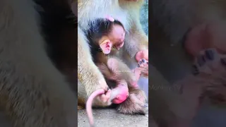 New Mother rejected😢 macaque baby monkey not for milk #002 #shorts