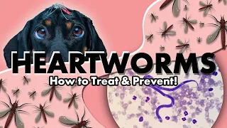 HEARTWORMS DEEP DIVE! Treatment & Prevention Options