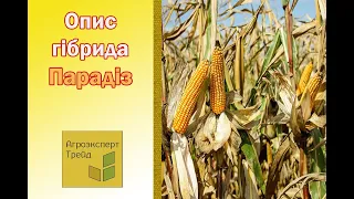 Кукурудза Парадіз 🌽 - опис гібрида 🌽