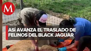 Trasladan a tres leones y un tigre de Black Jaguar al Zoológico de Morelia