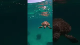 Turtle came up to me on my paddle board in Destin, Florida!!