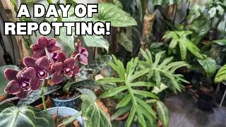 COOL and DANGEROUS houseplant repotting