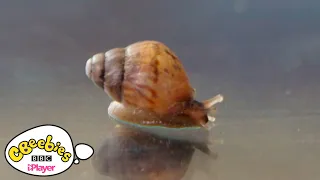 How do snails move? | Maddies Do You Know? | CBeeies