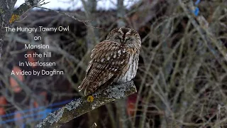 The hungry tawny owl on Mansion on the hill,  Vestfossen,  Øvre Eiker,  Norway.