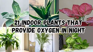 21 Indoor Plants That Provide Oxygen 24 Hours | Oxygen Giving Plants in Night | Indoor Plants