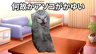 性病検査に引っかかった時の話　#猫meme #猫マニ