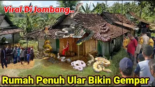 VIRAL DI JOMBANG.!! Rumah Penuh Dengan Ratusan Ular Bikin Warga Gempar