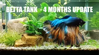 Betta tank 3 Gallon, 4 Months Update