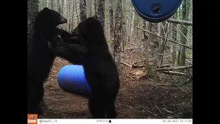 2021 New Brunswick Spring bear hunt