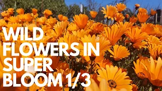Namaqualand Flowers 1/3