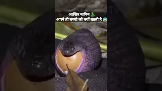 नागिन अपने बच्चे को क्यों खाती हैं 🐍😱