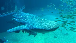 Japan. Episode 8. Osaka Aquarium. Whale sharks and garden eels!