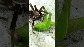 WASP KILLED BY SPIDER