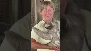 Sloths of Roatan 2023