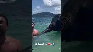 Swimming with elephant in the ocean!￼