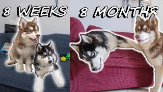 Our Husky Puppies Growing Up | 8 Weeks to 8 Months